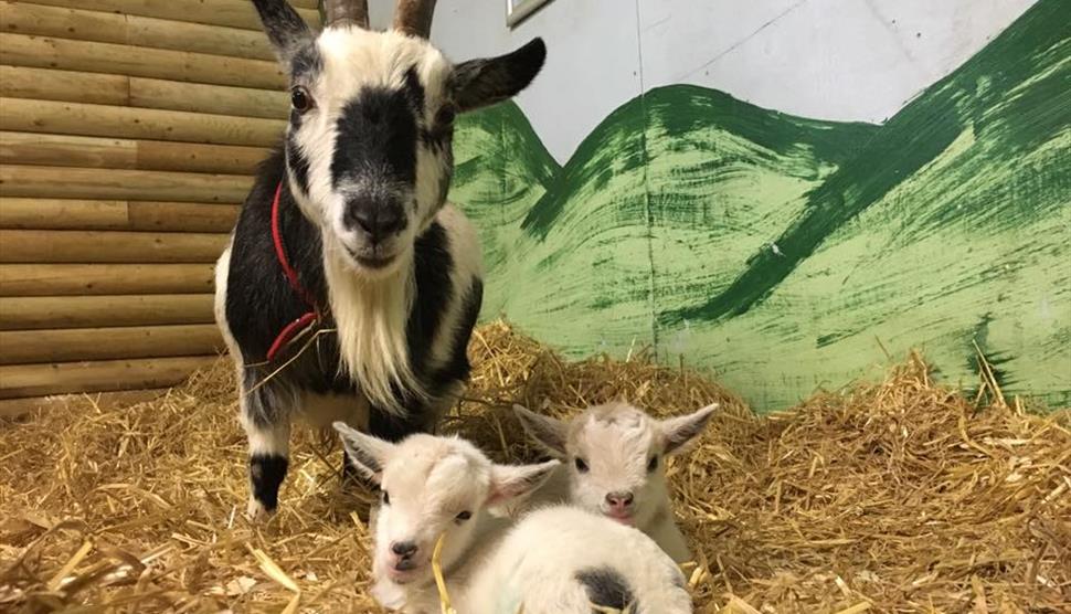 Easter Eggstravaganza at Finkley Down Farm