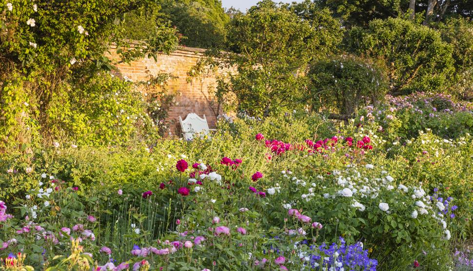 Rose Season at Mottisfont