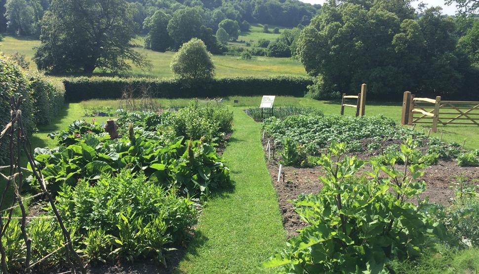 Summer Kitchen Garden Course