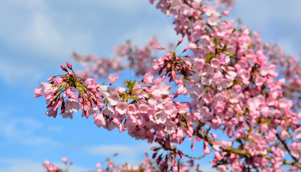 Spring Blossom - Guided Tour at Sir Harold Hillier Gardens
