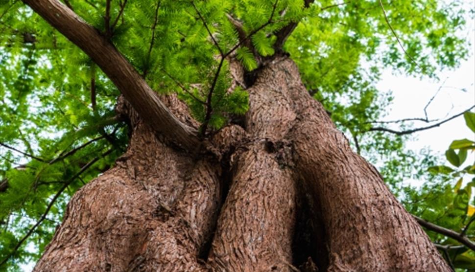Special Plant Walk at Sir Harold Hillier Gardens