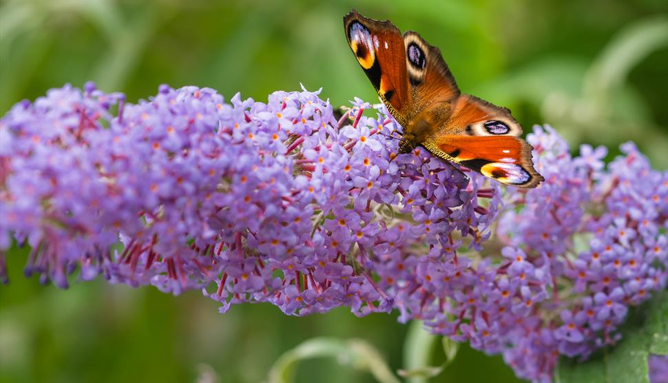 Butterfly Guided Walk - Guided Tour at Sir Harold Hillier Gardens