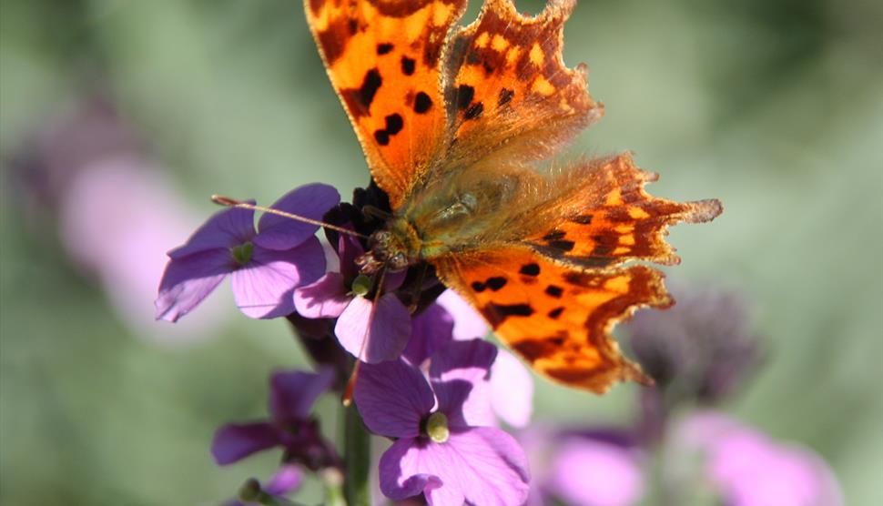 Family Big Butterfly Hunt at Sir Harold Hillier Gardens