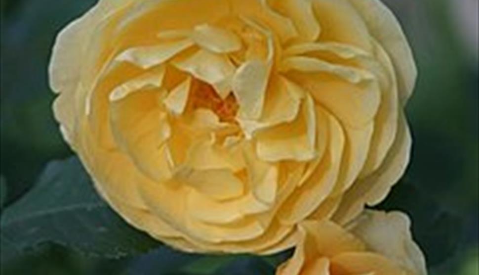 Heritage Roses with David Stone - Lecture Lunch at Sir Harold Hillier Gardens