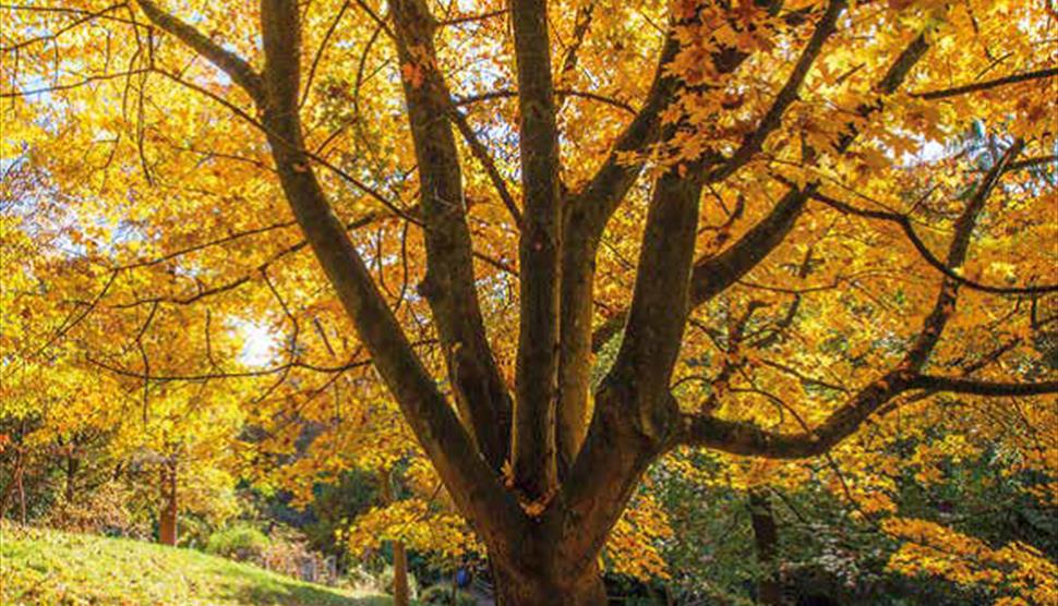 Autumn Coloured Trees