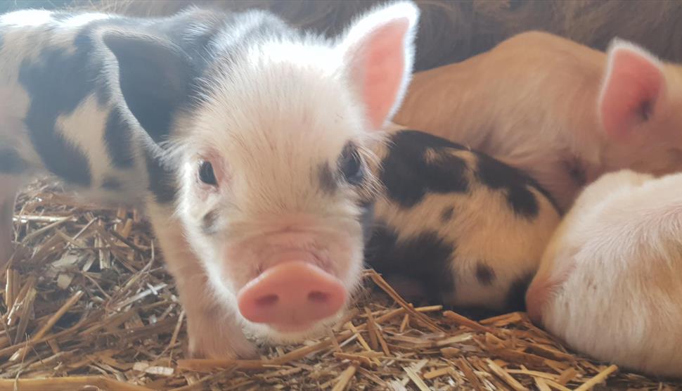 Summer Holiday Farm Open Days at Miller's Ark