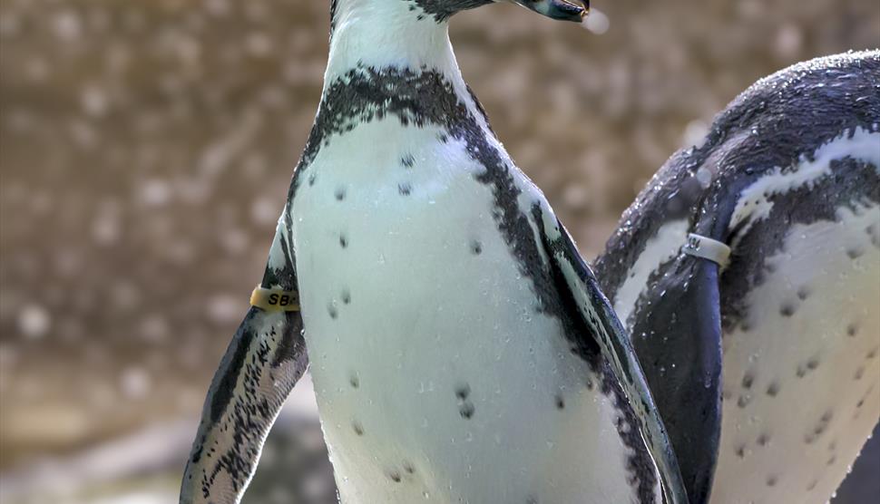 Penguin Week at Birdworld