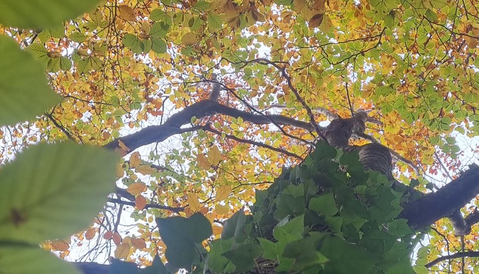 October Forest Bathing at West Walk, Petersfield