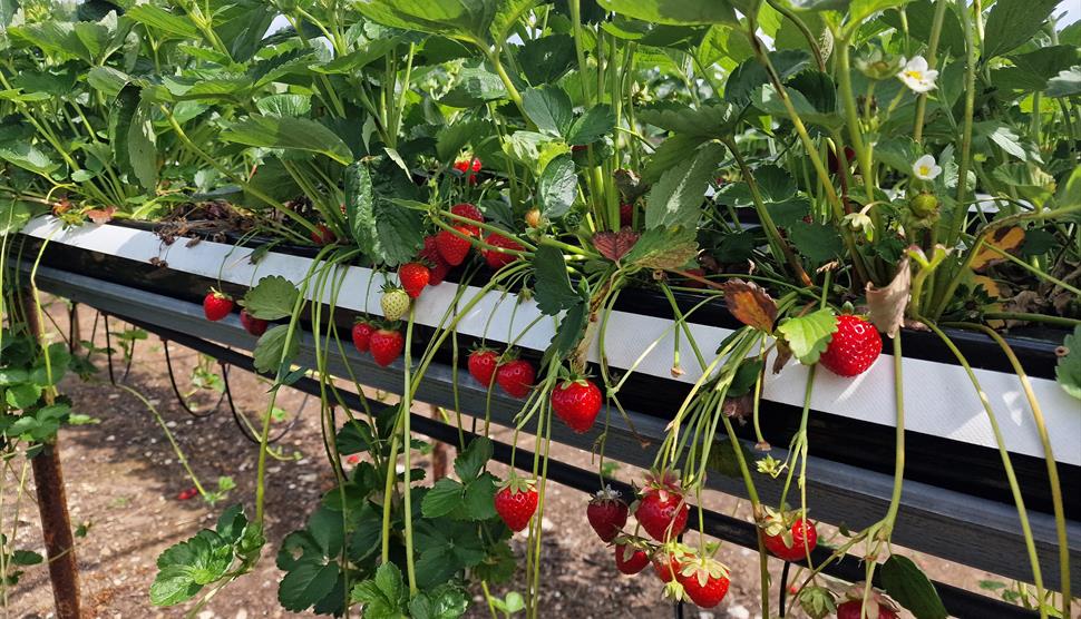 Strawberries at Bourne Valley PYO