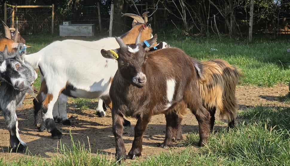 Goats on our Elysian Sites