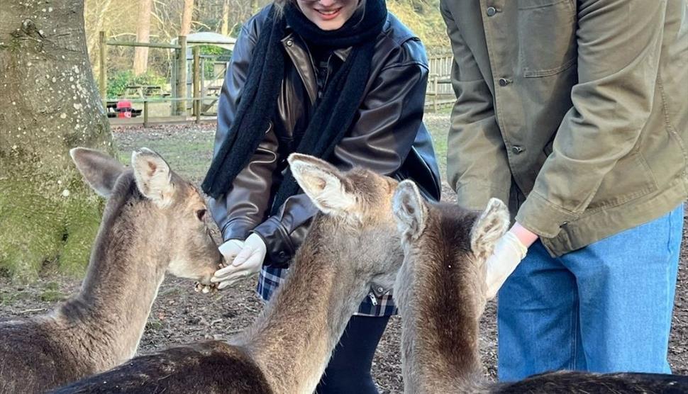Deer feeding at New Forest Wildlife Park