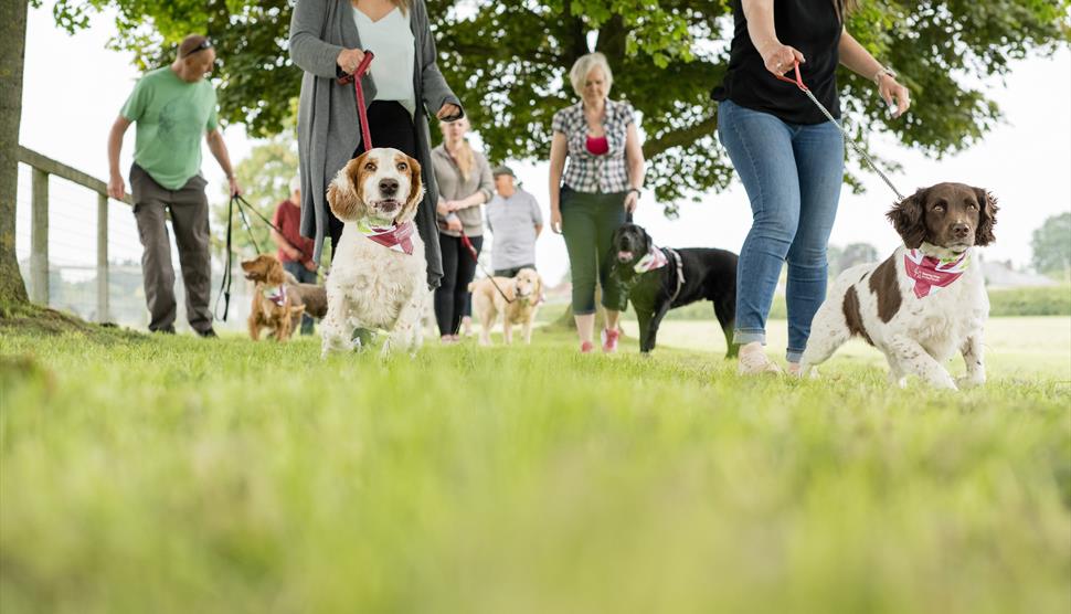 Great British Dog Walk at Buckler's Hard