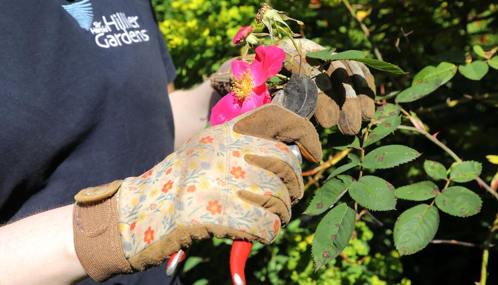 How To: Pruning Summer Flowering Shrubs Class at Sir Harold Hillier Gardens
