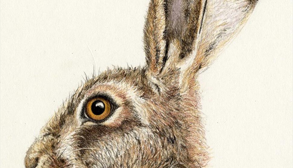 Hare in Colour Pencils - Art Workshop at Sir Harold Hillier Gardens
