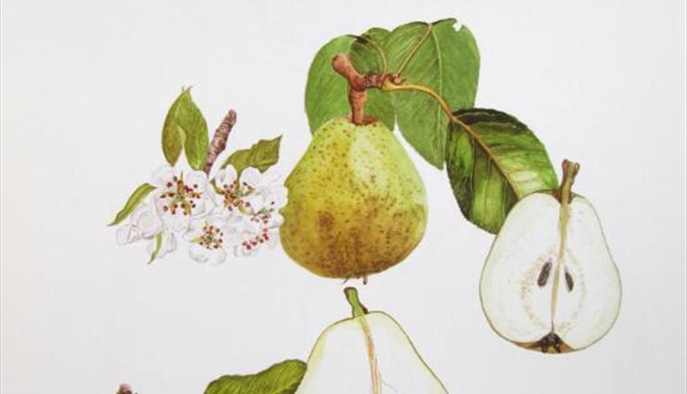 Painting Fruits and Seeds Botanical Art Workshop at Sir Harold Hillier Gardens