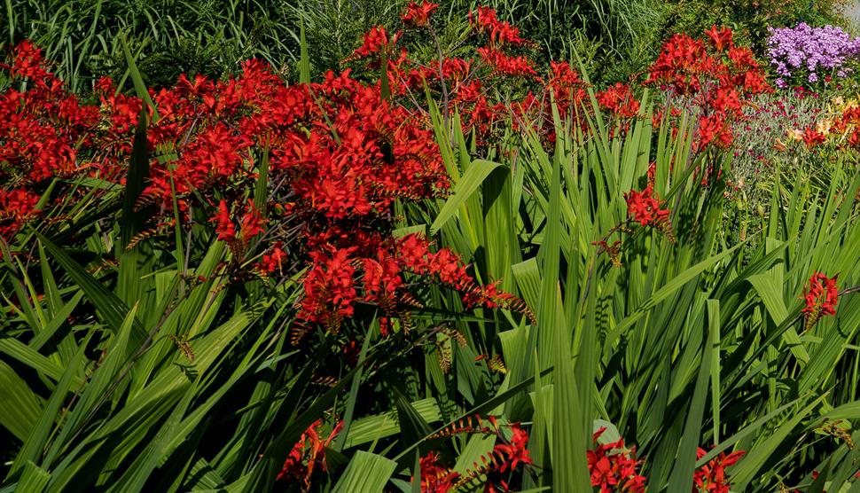 Midsummer Evening Garden Tour at Sir Harold Hillier Gardens
