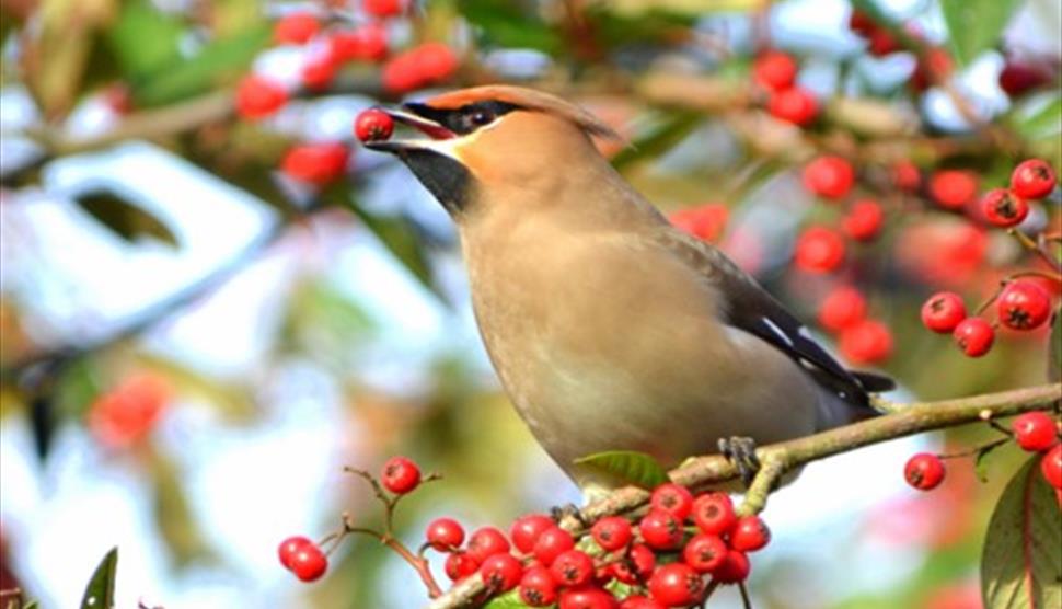 Dawn Chorus Bird Walk with Breakfast at Sir Harold Hillier Gardens