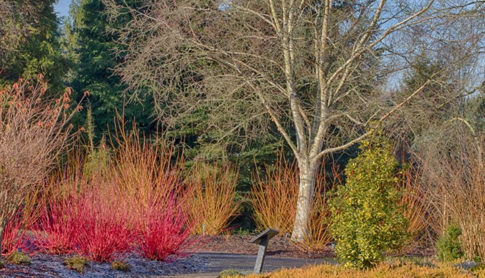 The Winter Garden - Masterclass at Sir Harold Hillier Gardens