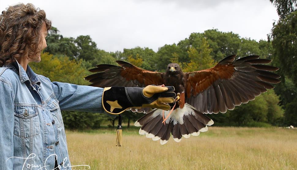 Hampshire Hawk Walks