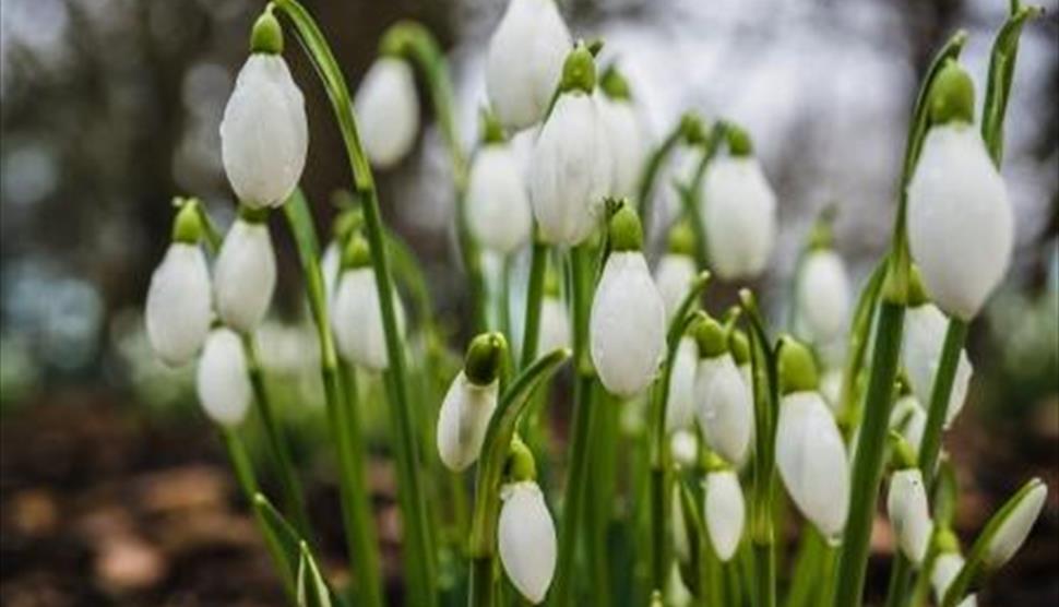 Winter Garden Walk at Sir Harold Hillier Gardens