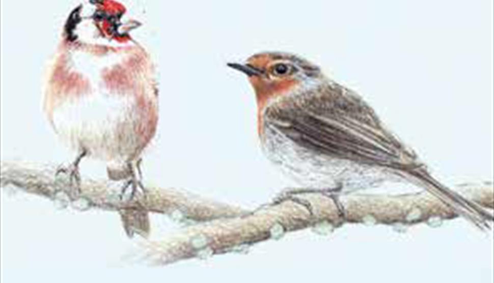 Garden Birds in Coloured Pencils