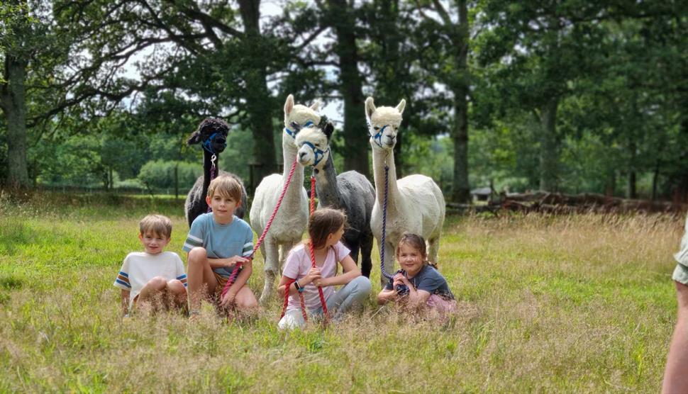 Petlake Alpacas