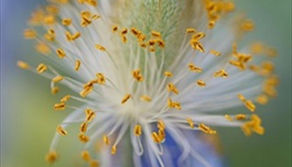 International Garden Photographer of the Year