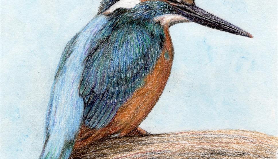Kingfisher in Colour Pencils – Art Workshop