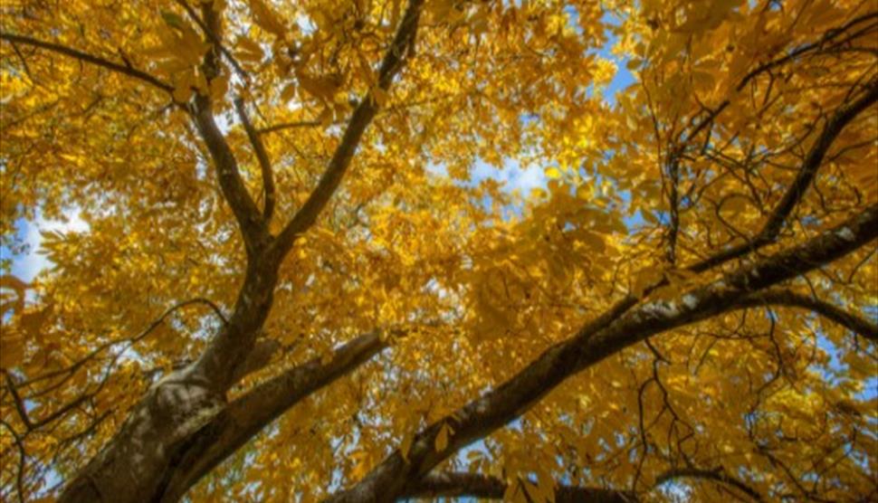 Autumn Coloured Trees - Guided Tour at Sir Harold Hillier Gardens