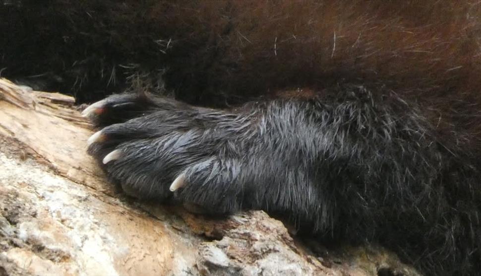 Wolverine paw print