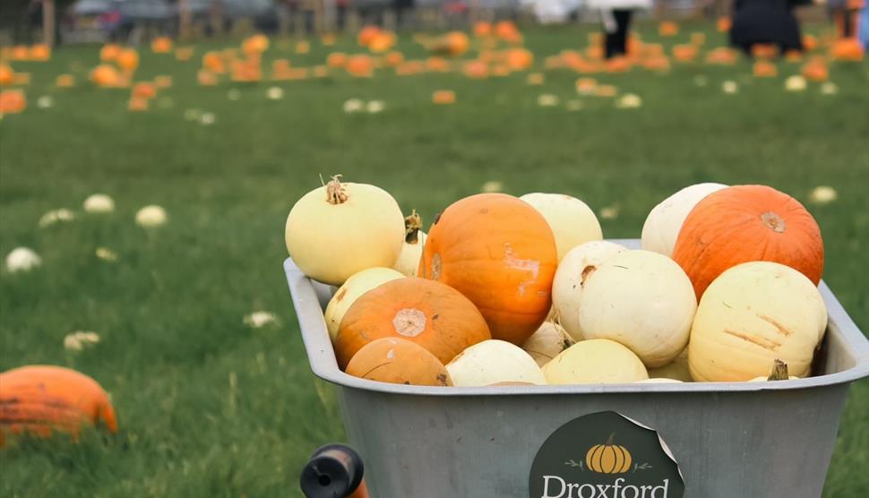 Droxford Pumpkin Patch