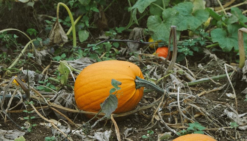 PYO Pumpkin at Hampshire Pantry