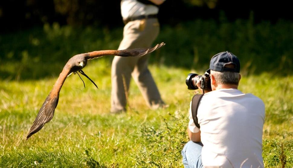 Falconry Photography Day at Sir Harold Hillier Gardens