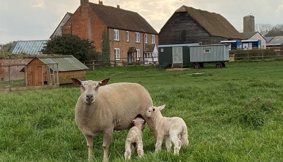 Michelmersh Manor Farm