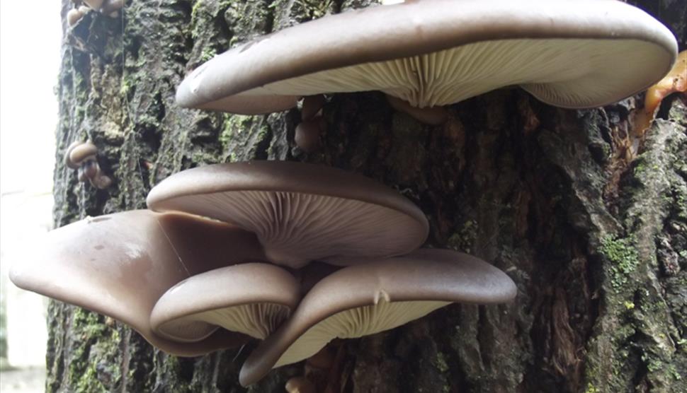 Spring Foraging Course at Queen Elizabeth Country Park