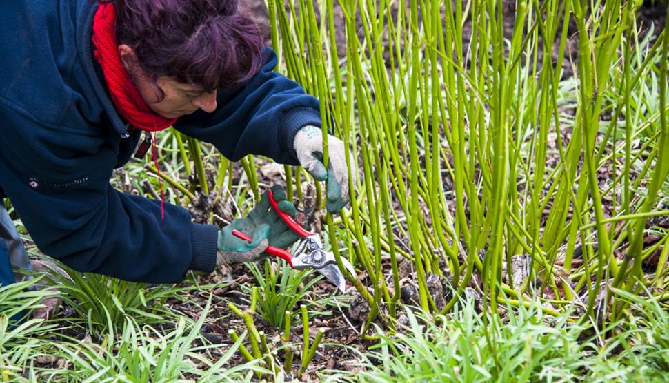 How To: Winter Pruning Class at Sir Harold Hillier Gardens