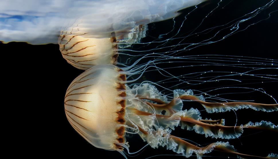 Underwater Photographer of the Year 2023 at Gosport Museum and Art Gallery