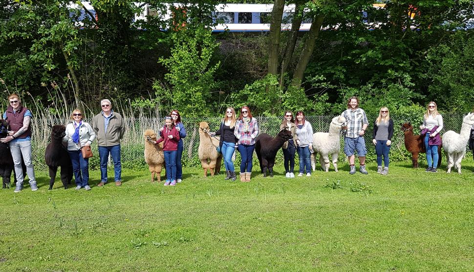 Hensting Alpacas