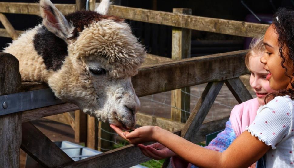 Animal Farm Week at Wellington Country Park