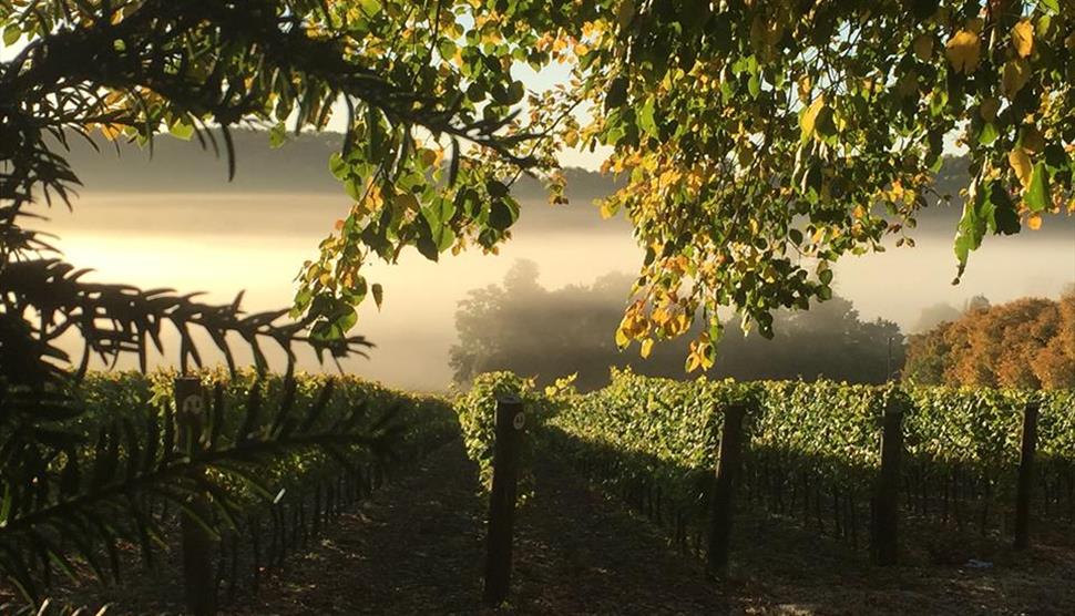 Hambledon Vineyard Tours