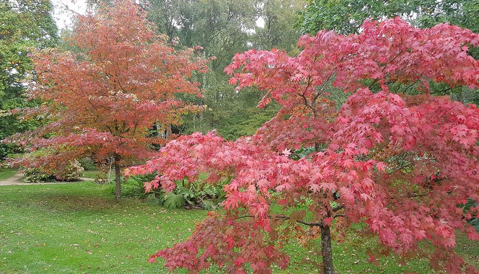 Autumn Colour Walk With Furzey Gardener Head Gardener Pete White