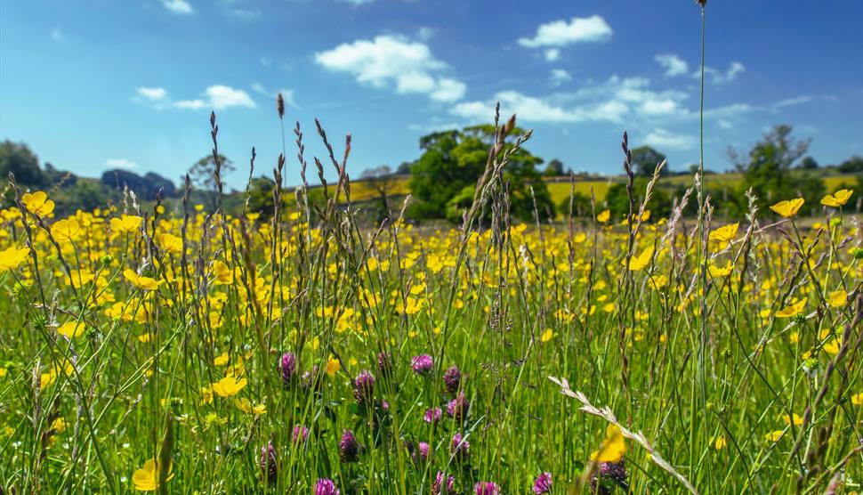 Hampshire Biodiversity & Regenerative Food Festival