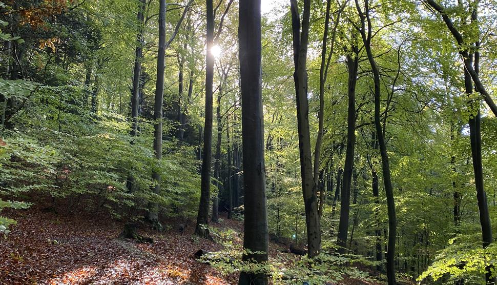 Health and Wellbeing Walks at Queen Elizabeth Country Park