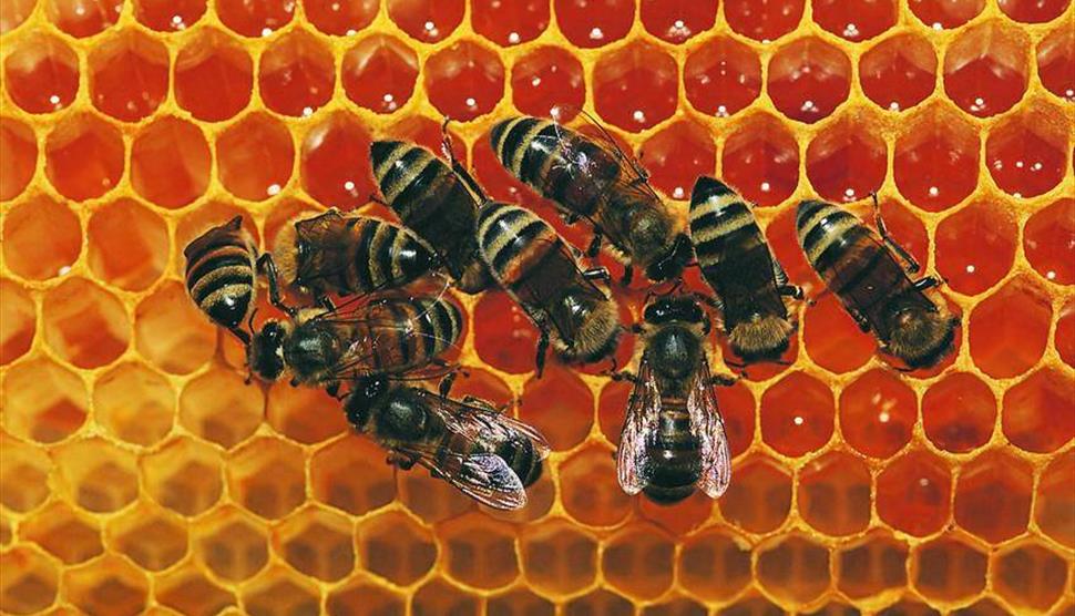 The Bees at the Bottom of my Garden
