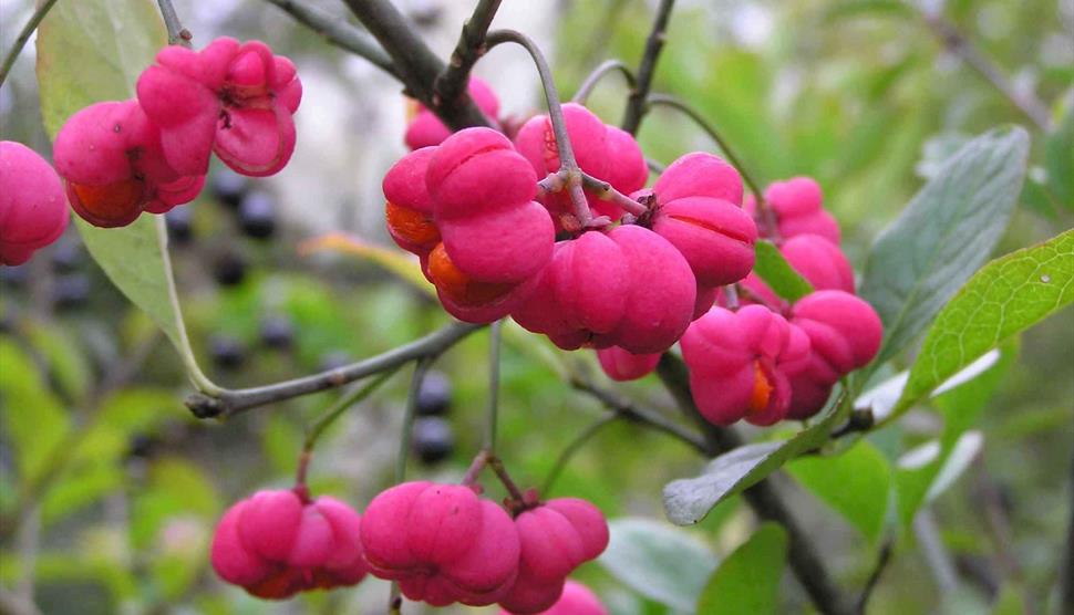 Photograph of pink-coloured berries on a bush