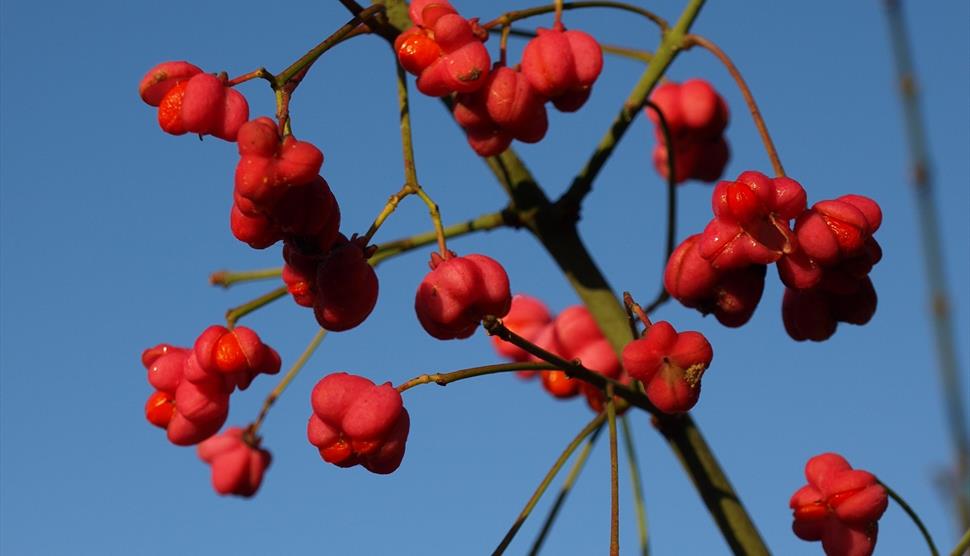 Photograph of red berries against a clear blue sky