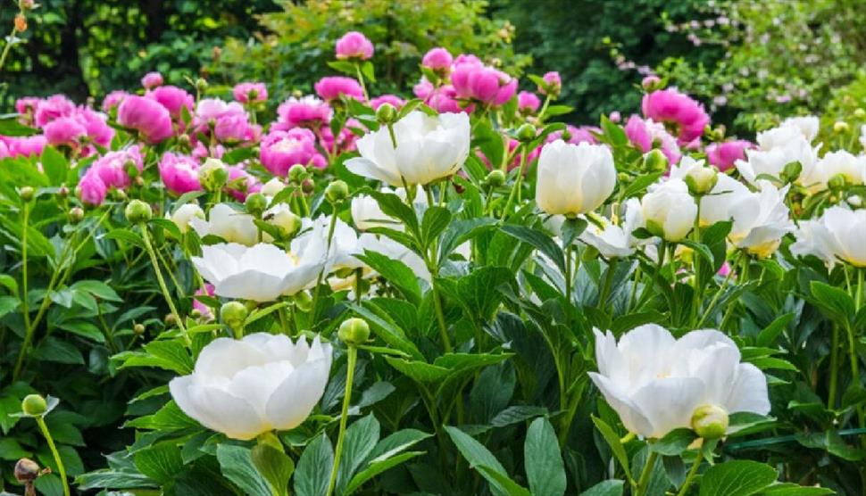 Best of Hampshire Gardens at Fareham Library