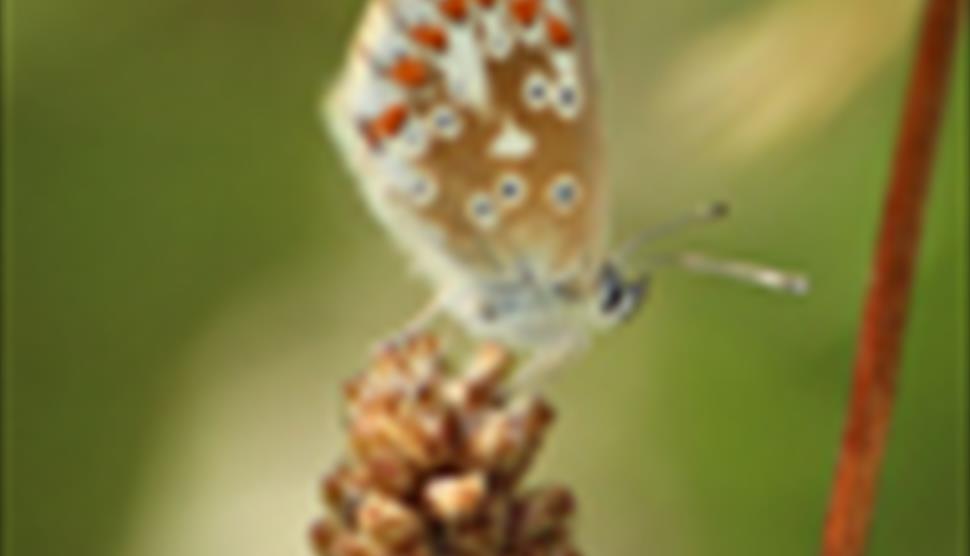 Biodiversity Breakfast at Hawk Conservancy Trust