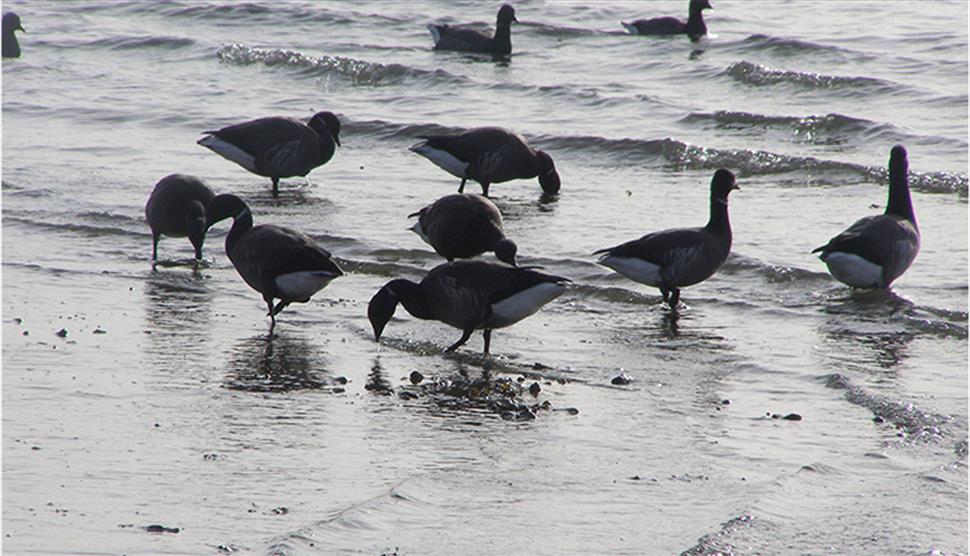 Walking with Waders