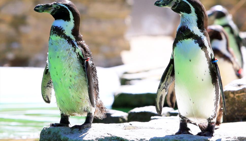 Easter at Birdworld